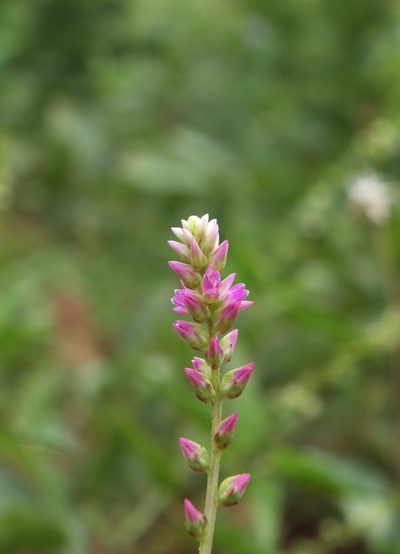 Digera muricata, photographed by Siddarth Machado