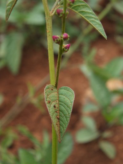 Digera muricata, photographed by Siddarth Machado
