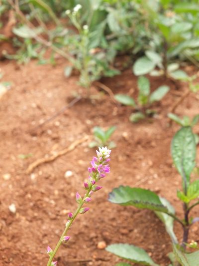 Digera muricata, photographed by Siddarth Machado