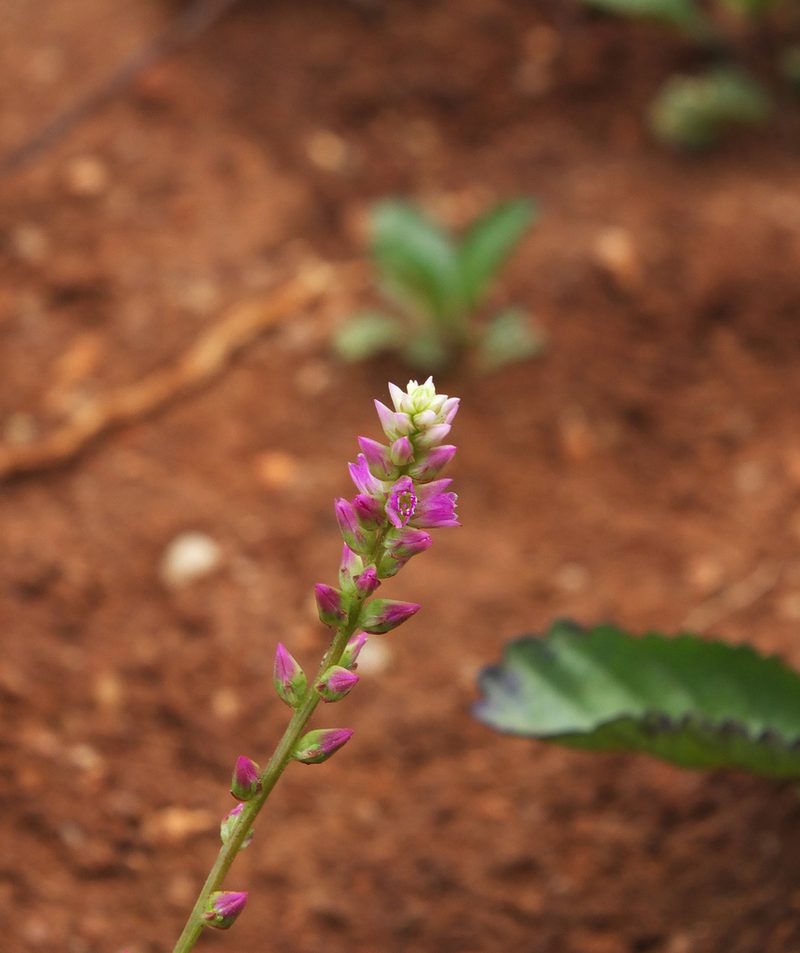 Digera muricata, photographed by Siddarth Machado