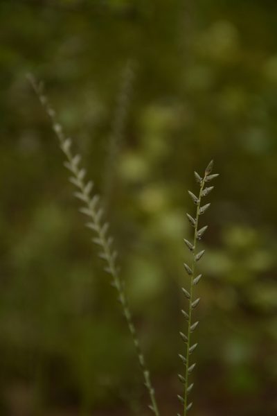 Eragrostiella bifaria, photographed by Siddarth Machado