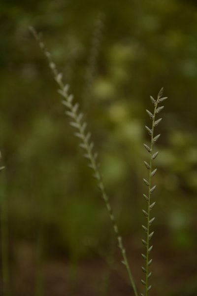 Eragrostiella bifaria, photographed by Siddarth Machado