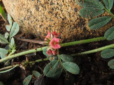 Indigofera tsiangiana, photographed by Siddarth Machado