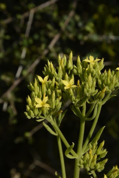 Kalanchoe laciniata, photographed by Siddarth Machado