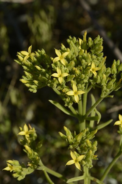 Kalanchoe laciniata, photographed by Siddarth Machado