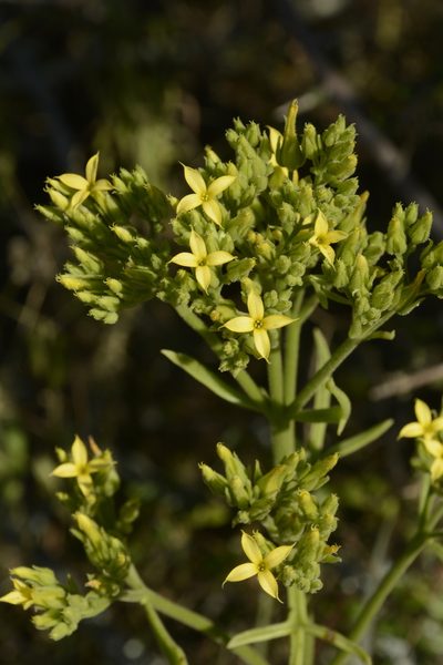 Kalanchoe laciniata, photographed by Siddarth Machado