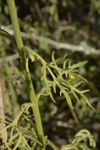 Kalanchoe laciniata, photographed by Siddarth Machado