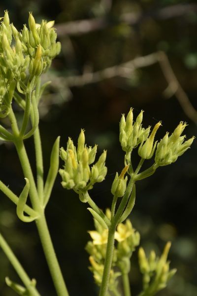 Kalanchoe laciniata, photographed by Siddarth Machado