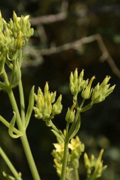 Kalanchoe laciniata, photographed by Siddarth Machado