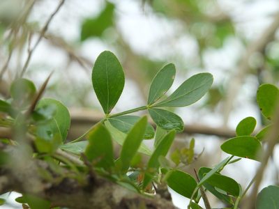 Limonia acidissima, photographed by Siddarth Machado