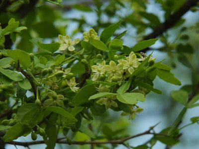 Naringi crenulata, photographed by Siddarth Machado