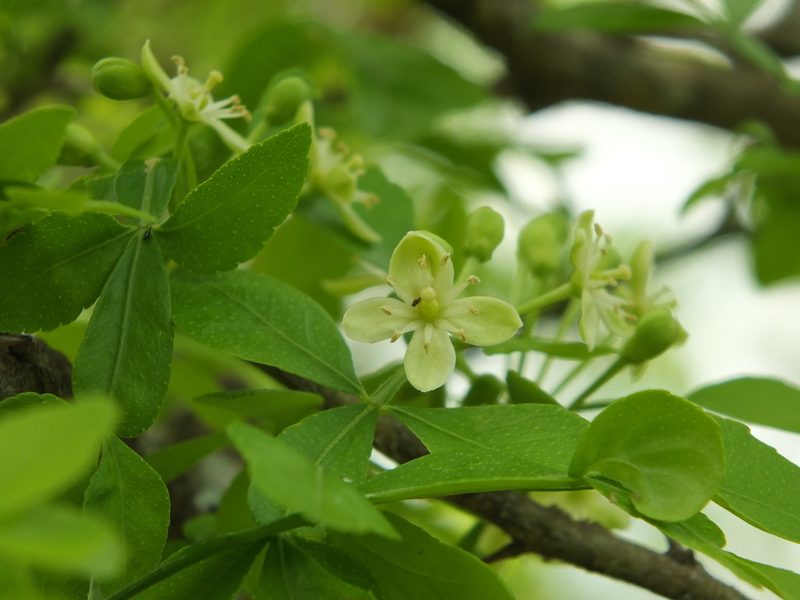 Naringi crenulata, photographed by Siddarth Machado