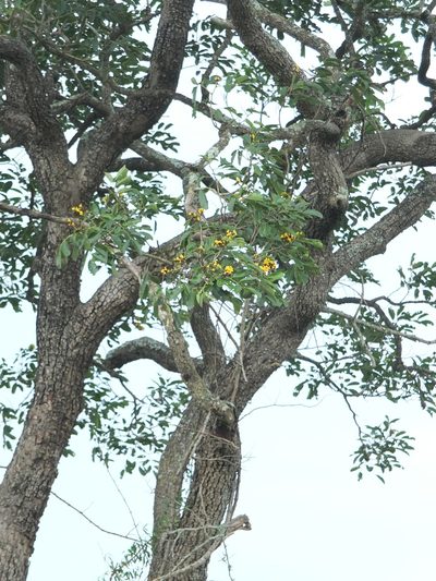 Pterocarpus marsupium, photographed by Siddarth Machado