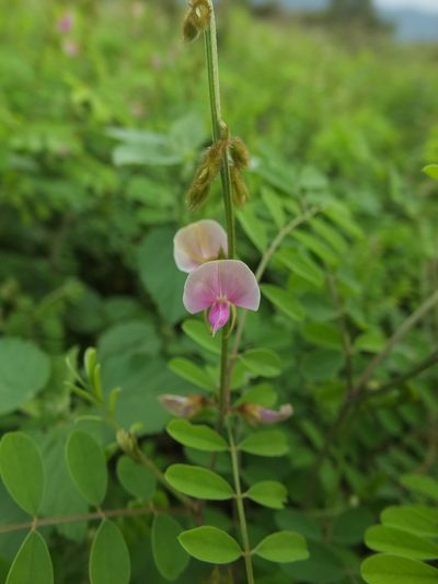 Tephrosia villosa, photographed by Siddarth Machado