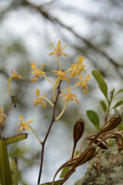Vanda testacea, photographed by Siddarth Machado