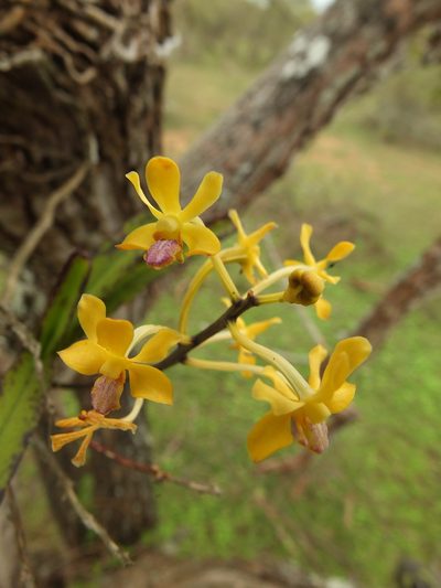 Vanda testacea, photographed by Siddarth Machado