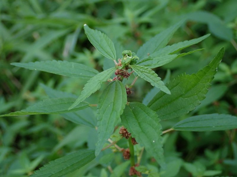 Phenax sonneratii, photographed by Daniel Cahen