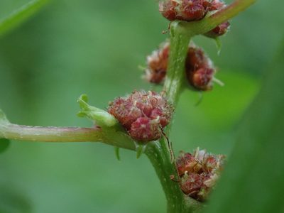Phenax sonneratii, photographed by Daniel Cahen