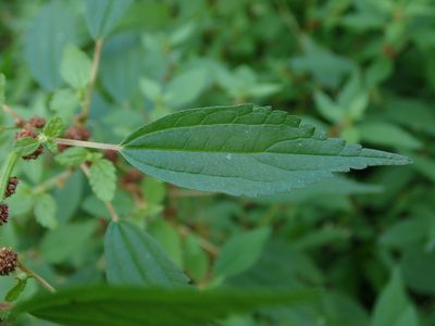 Phenax sonneratii, photographed by Daniel Cahen