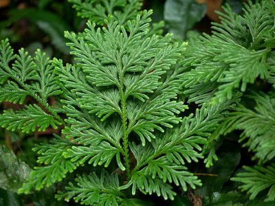 Selaginella involvens, photographed by Jacy Chen