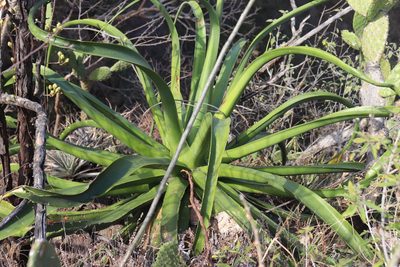 Agave vilmoriniana, photographed by alejandrozab