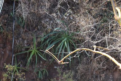 Agave vilmoriniana, photographed by alejandrozab