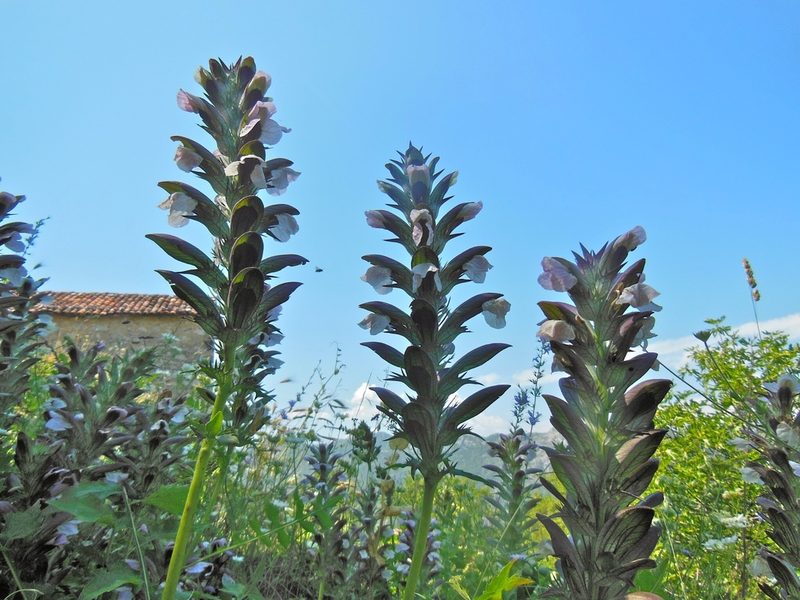 Acanthus hungaricus, photographed by Karsten Rohweder