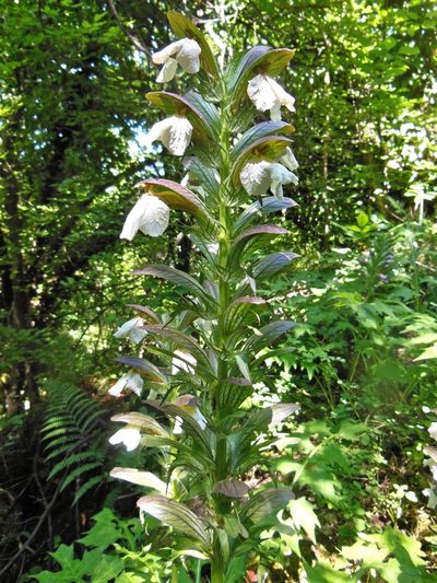 Acanthus hungaricus, photographed by Karsten Rohweder
