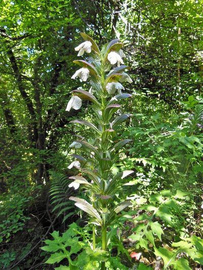 Acanthus hungaricus, photographed by Karsten Rohweder