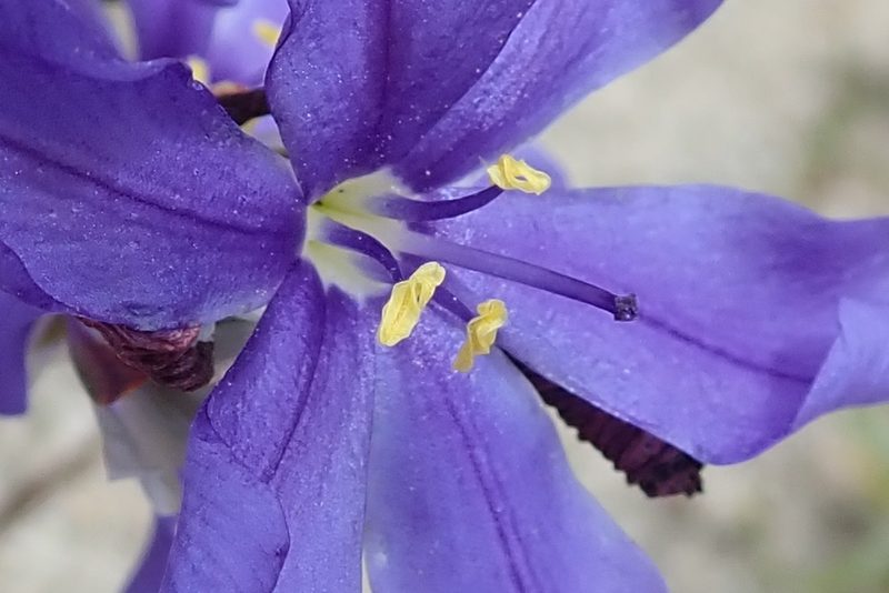 Aristea oligocephala, photographed by Peter Warren