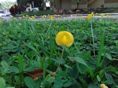 Arachis glabrata, photographed by Matt Bowser