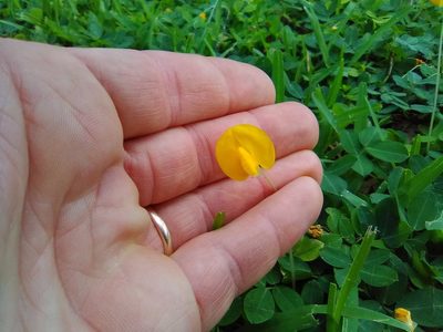 Arachis glabrata, photographed by Matt Bowser