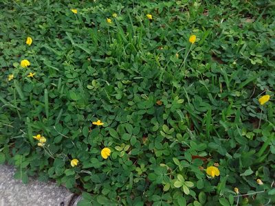 Arachis glabrata, photographed by Matt Bowser
