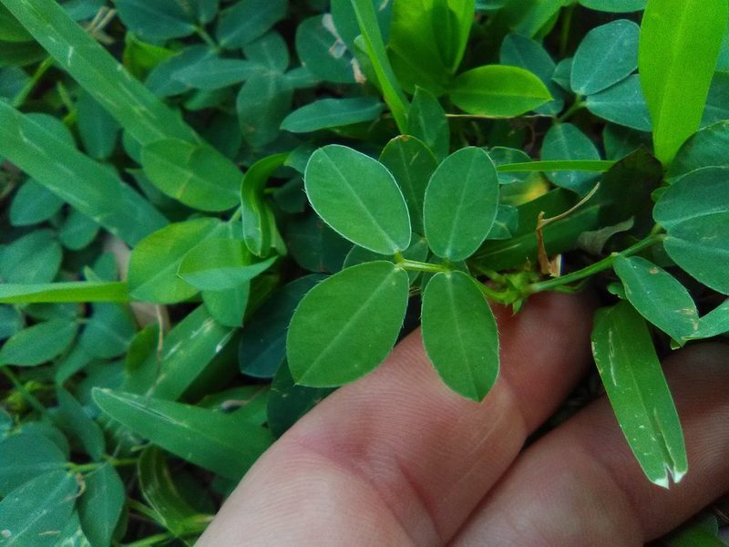 Arachis glabrata, photographed by Matt Bowser