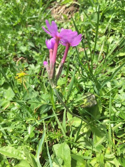 Primula halleri, photographed by Karsten Rohweder