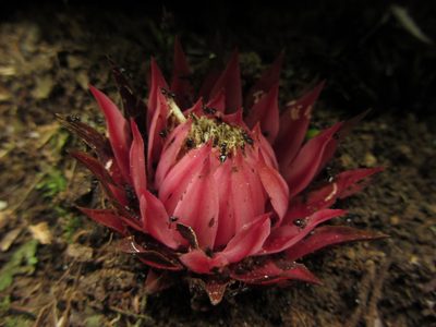 Thonningia sanguinea, photographed by M Rutherford