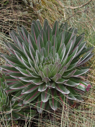 Lobelia bequaertii, photographed by M Rutherford