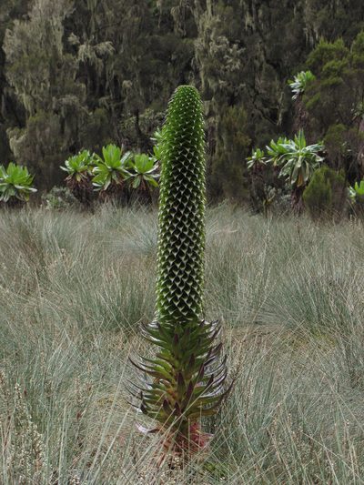 Lobelia bequaertii, photographed by M Rutherford