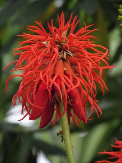 Erythrina abyssinica, photographed by M Rutherford