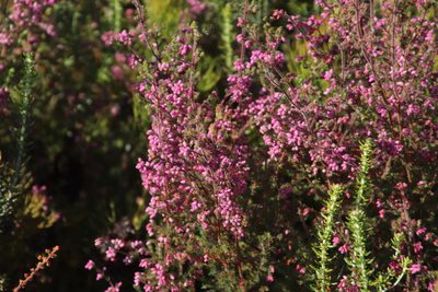 Erica parviflora, photographed by Tony Rebelo