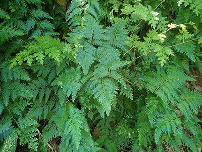 Selaginella willdenowii, photographed by Daniel Cahen