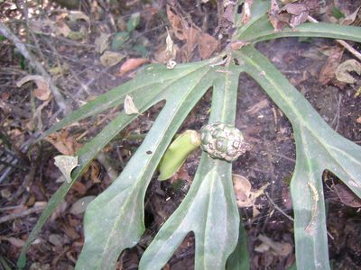 Anthurium podophyllum, photographed by Tereso Hernández Morales