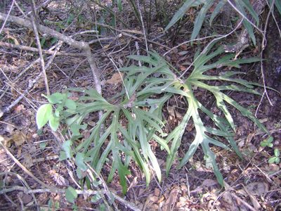 Anthurium podophyllum, photographed by Tereso Hernández Morales