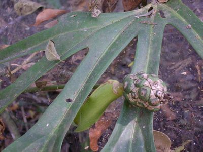 Anthurium podophyllum, photographed by Tereso Hernández Morales