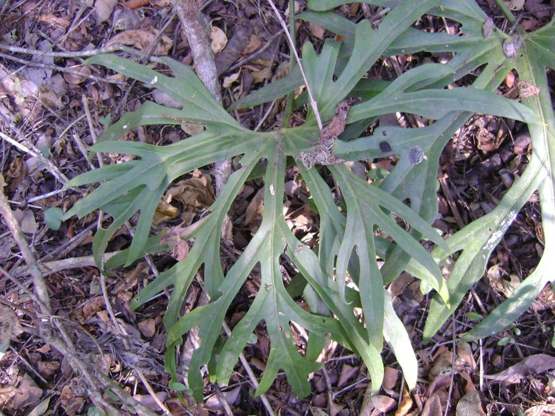 Anthurium podophyllum, photographed by Tereso Hernández Morales