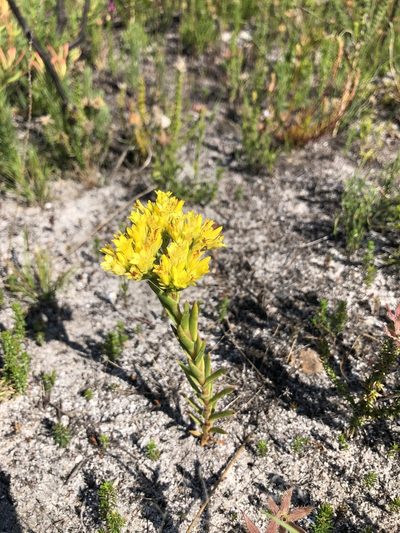 Crassula flava, photographed by Sean Privett