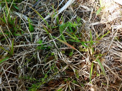 Trichogalium bermudense, photographed by Alison Copeland