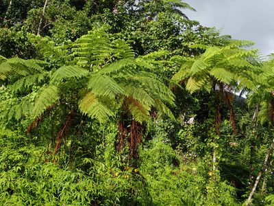 Cyathea arborea, photographed by Daniel Cahen
