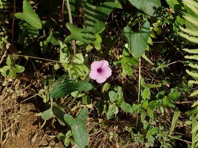 Ipomoea setifera, photographed by Daniel Cahen