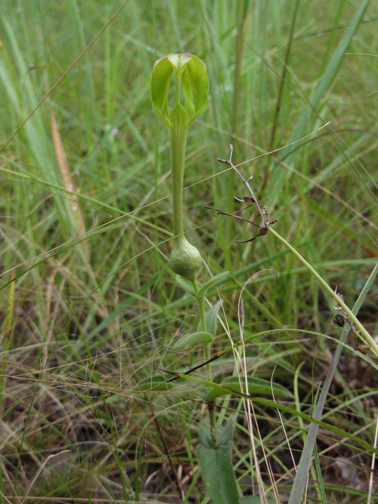 Ceropegia filipendula, photographed by M Rutherford